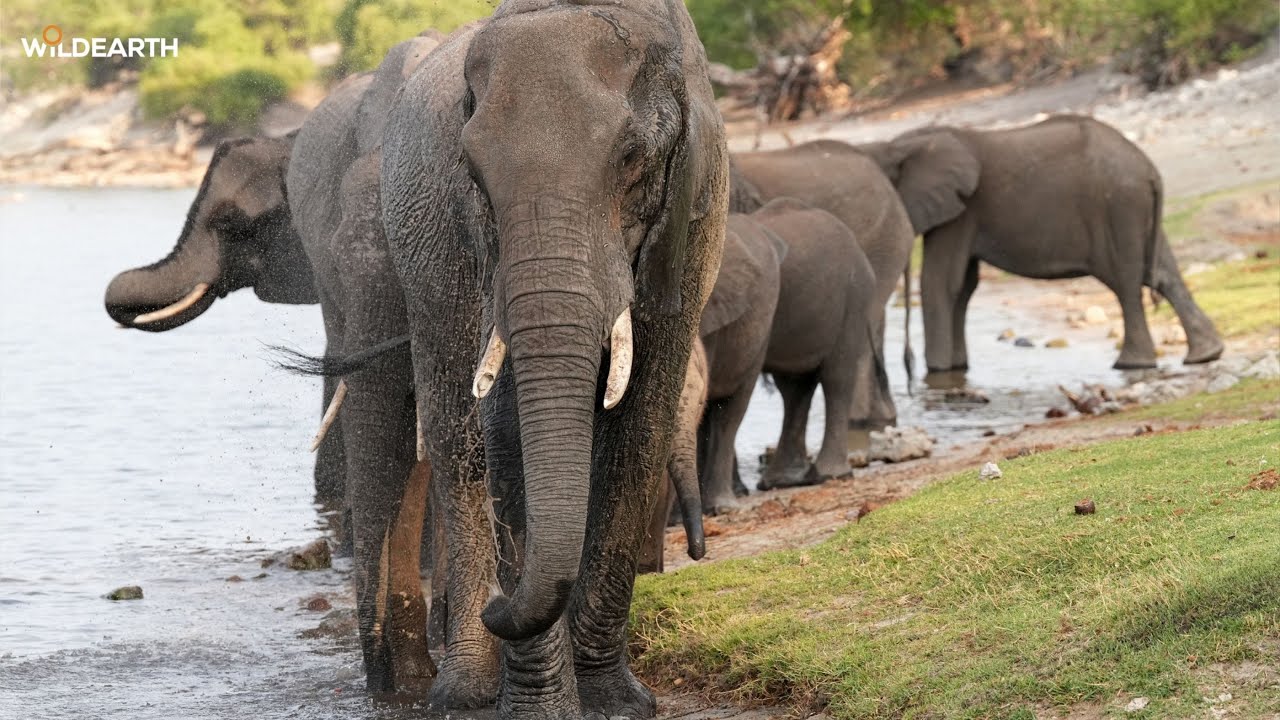 LIVE at the waterhole - 18 September 2025