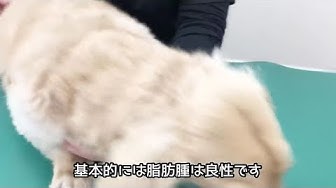 犬粉瘤腫 Youtube