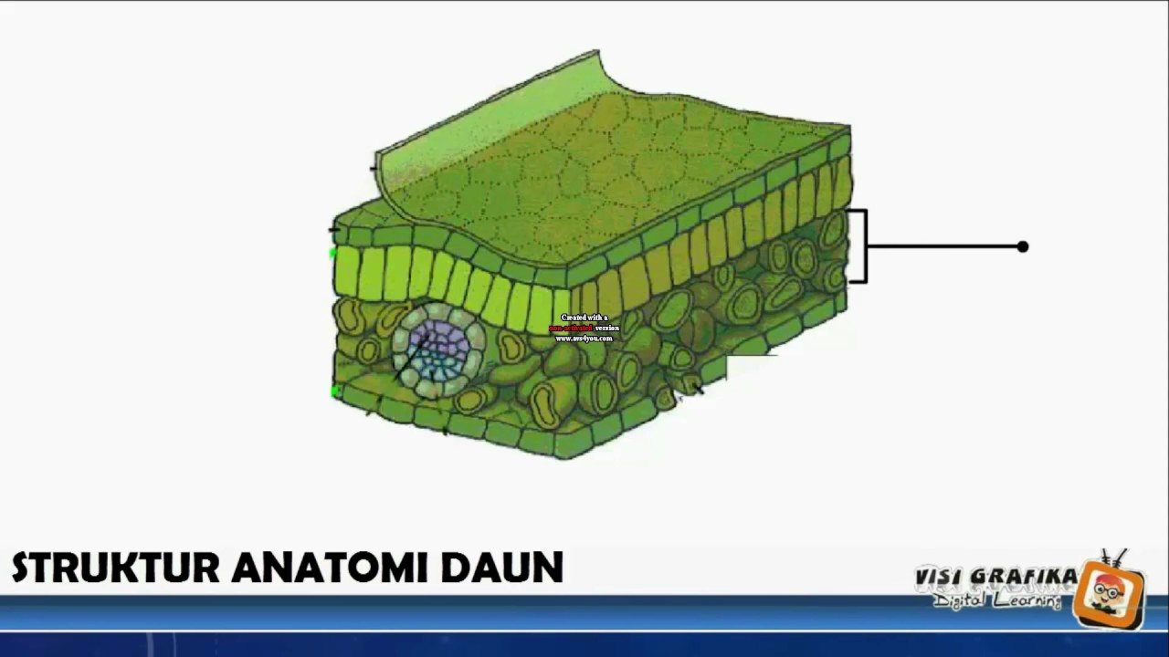 Struktur Dan Fungsi Jaringan  Pada Daun  Berbagi Struktur