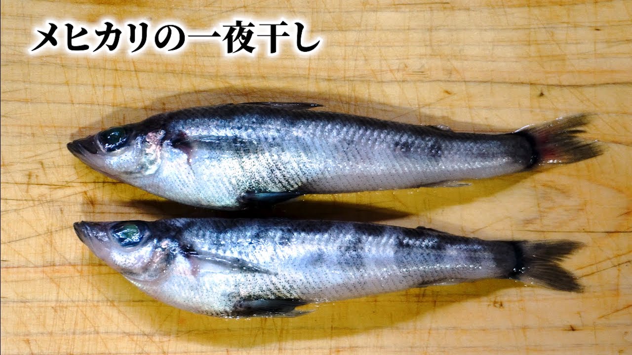 メヒカリをさばく・干す・焼く！背開きから串焼きまで