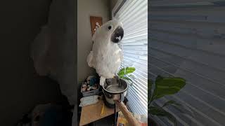 Funny Atoo Deeping Her Foot In A Bowl