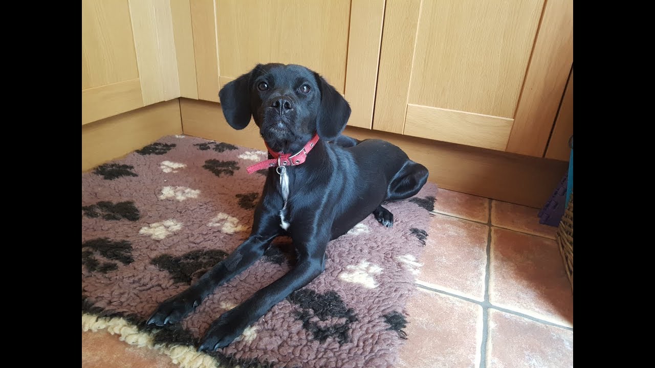 Lolly 8 Month Old Rescue Beagle X Labrador 2 Weeks Residential Dog Training Youtube