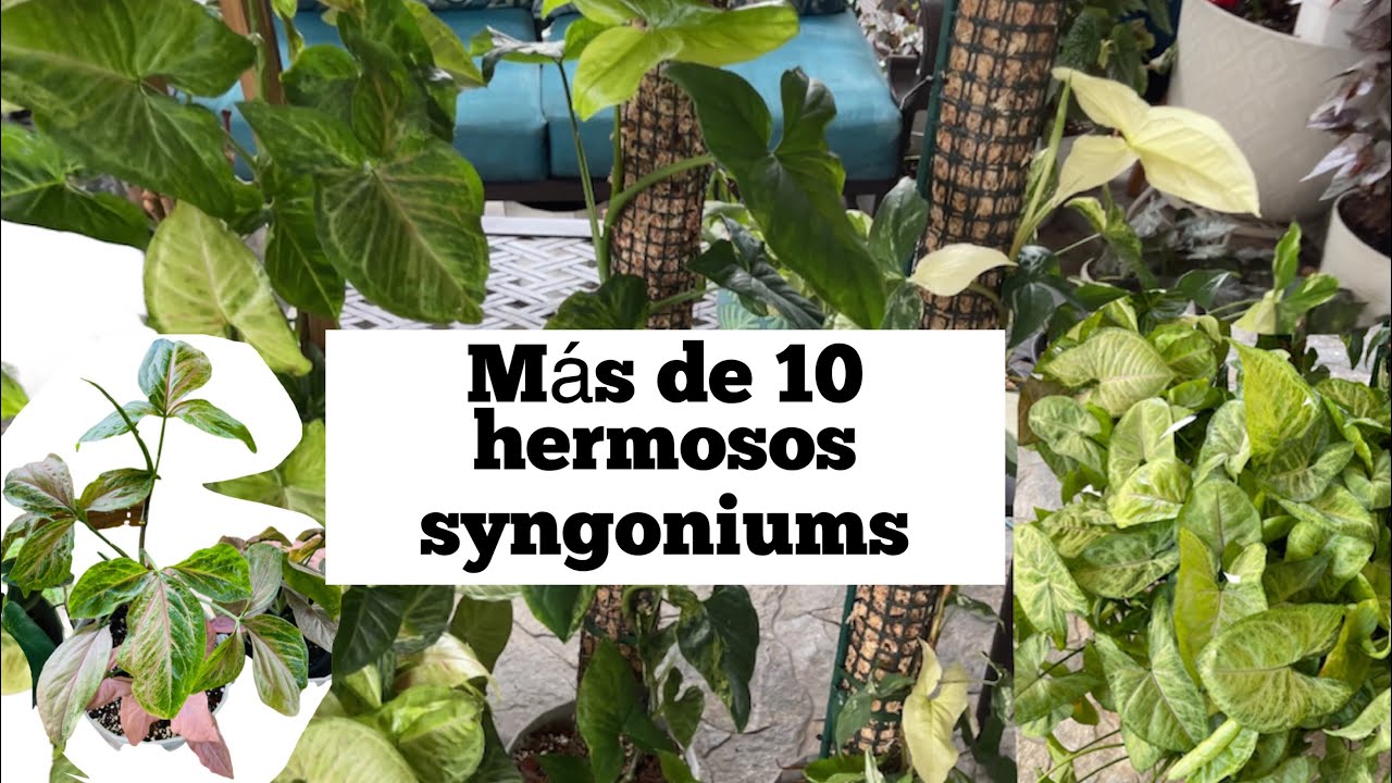 HERMOSA COLECCIÓN DE SYNGONIUMS   Más de 10 variedades