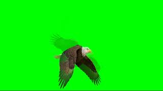 Green Screen Bald Eagle Flying   Chroma Key Animal Animation   1351845480 1 Hour