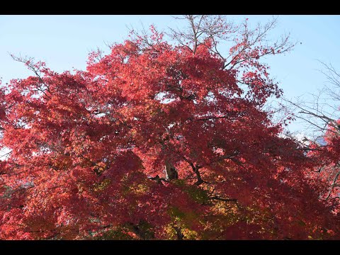 2024 裏磐梯の紅葉 / 2024.Autumn leaves in Urbandai
