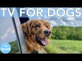 10 hours relaxing tv for dogs virtual adventure tv for bored dogs