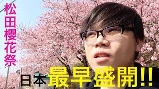 日本櫻花 最早盛開的地方!!松田櫻花祭まつだ桜まつり +CANON ...