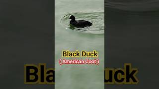 Black Duck white beak ( American Coot)