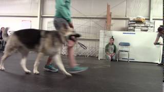 Ellie:GSD Live Snake by Amy Creaven 18 views 6 years ago 36 seconds