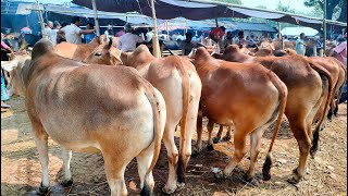 ২০/৪/২৫/ভরপুর মাংসের ২০২৫ কুরবানীর উপযোগী বলদ গরুর দাম জানুন, জয়পুরহাট নতুনহাট থেকে।