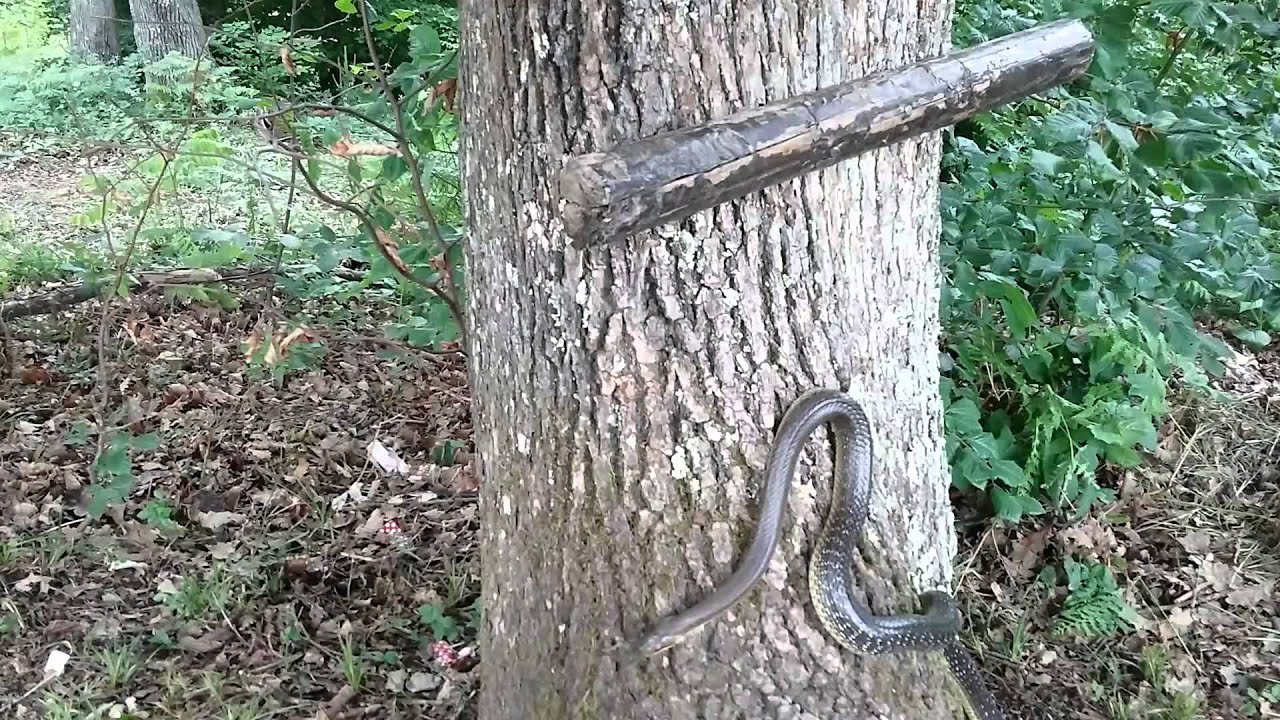 Big snake climbing to tree YouTube