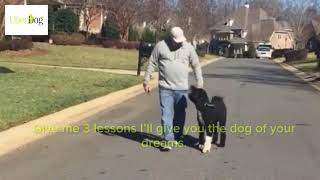 Award Winning UberDog Training by UberDogTraining 309 views 3 years ago 2 minutes, 33 seconds