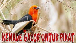 Suara Burung Kemade Gacor Untuk Pikat | Cabe Cabean Mp3