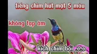 tiếng chim hút mật 5 màu - âm thanh bẫy loa - không tạp âm