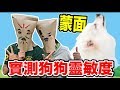 蒙面！實測狗狗靈敏度！『結果出人意料！』😱😱😱