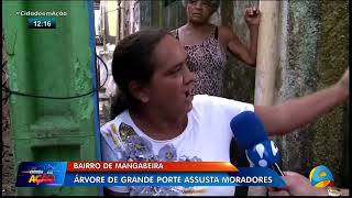 Cidade em Ação - Árvore de grande porte assusta moradores de mangabeira