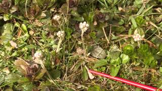 How to identify Antennaria neglecta, field pussytoes