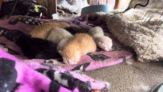 Baby Kittens Day 3