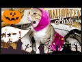 【猫と犬のハロウィン】猫用のハロウィンのコスチュームは誰が1番似合うかな？