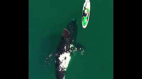 A giant whale approaches an unsuspecting paddleboarder