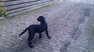 Golden retriever mix American bulldog