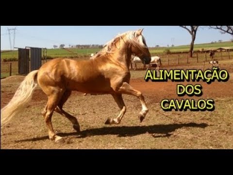 Meu cavalo precisa de alimentação especial? — CompreRural