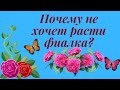 Фиалка остановилась в росте. Причины и что делать?