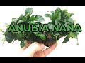 Anubia nana plantiber