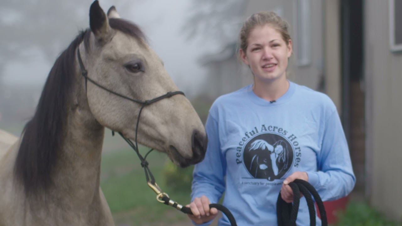 Peaceful acres horses