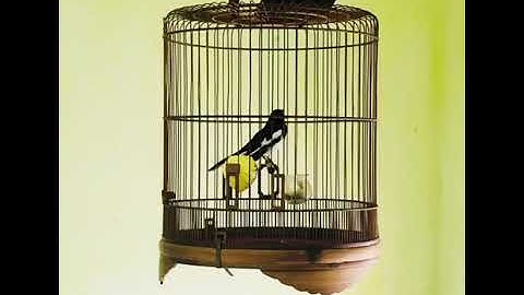 Bẫy choè than 2020 mồi 7 vụ căng lửa hót đấu bổi cực sung