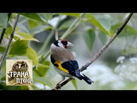 Video: Oljčno Olje V Ušesu: Učinkovitost, Metode, Varnost, Ušesni Vosek, Okužba