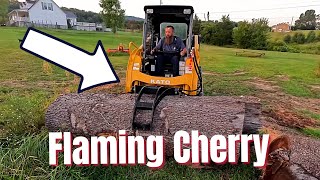 Flaming Cherry That Will Set Your Sawmill On Fire!