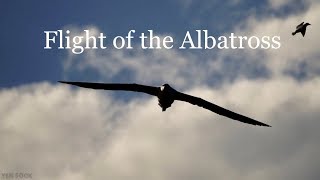 Royal Albatross. Epic flight. Whopping 11foot wingspan.  アルバトロス альбатрос 信天翁αλμπατρός albatroso