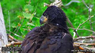 Little Miami Conservancy Bald Eagle 09.05.2024 09:07