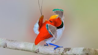 10 Most Beautiful Small Birds in the World #2