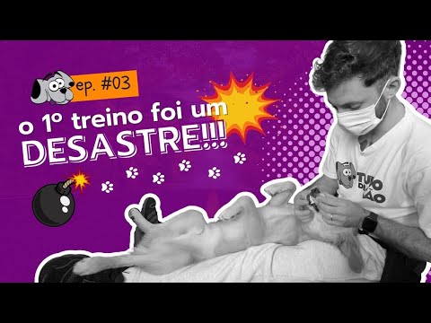 Com poucas aulas este filhote está muito mais confiante - Rotina de Adestrador EP#03