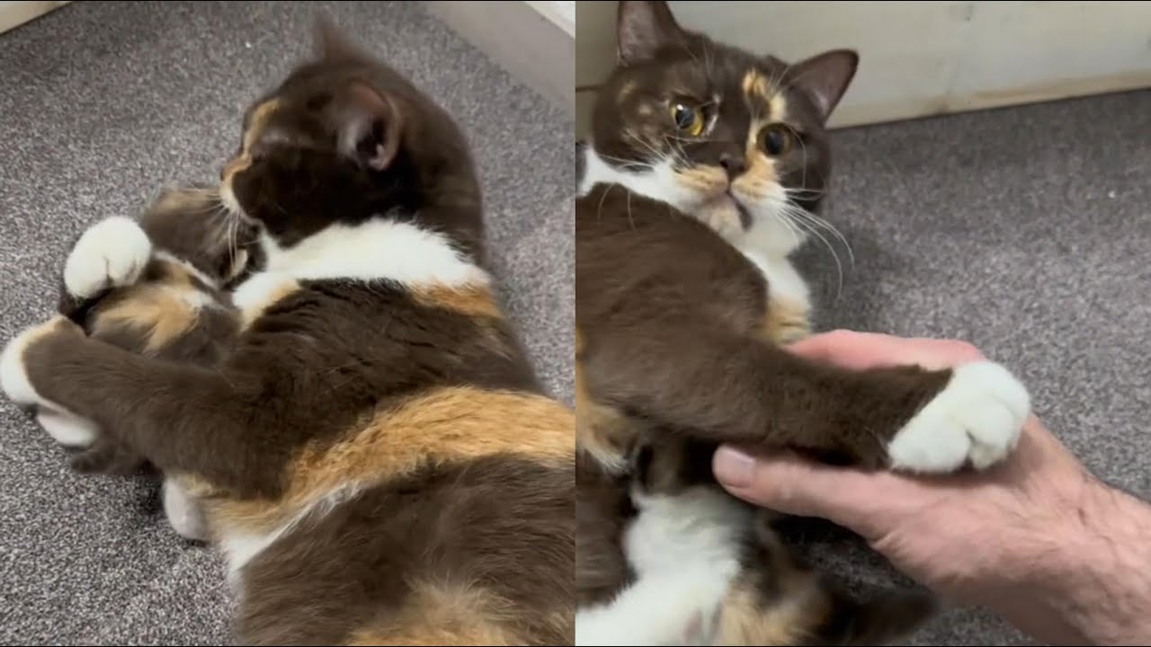 Mother Cat Cleaning Her Baby Kitten By Force YouTube