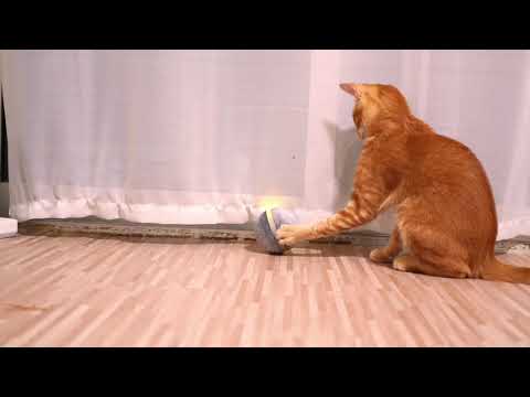 Cheerble Wicked Ball—🐶😸 How to get your furry friends excited?