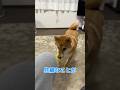 柴犬ボブ…もう戻らない宝物… #柴犬ロック