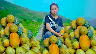 Living off grid, Huyen Harvests Watermelons to Sell at Market - Bushcraft Life, Farm Life