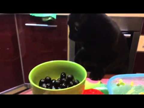 Кот, маслины, всё и сразу =)