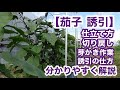 【茄子 栽培】仕立て方、切り戻し、芽かき作業、誘引の仕方を分かりやすく解説‼︎
