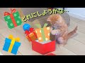美人が来ると聞いた子猫が何やらプレゼント選びに夢中に…
