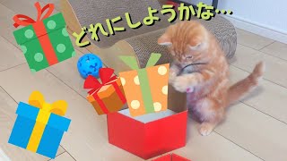 美人が来ると聞いた子猫が何やらプレゼント選びに夢中に…