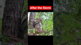 After the Rain, Nest Repairs Begin #WhiteWingedDove #Dove #NestRepair #BirdNest #Eggs #BirdParents