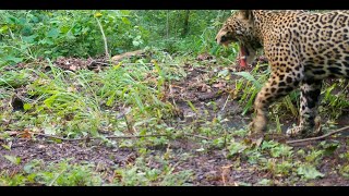 Halloween! - Spooky Creatures in Costa Rica