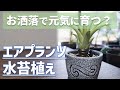 【魅惑の緑葉種】エアプランツの水苔植えに挑戦！【人気観葉植物チランジアの育て方】【室内園芸】