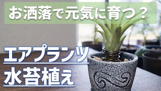 【魅惑の緑葉種】エアプランツの水苔植えに挑戦！【人気観葉植物チランジアの育て方】【室内園芸】