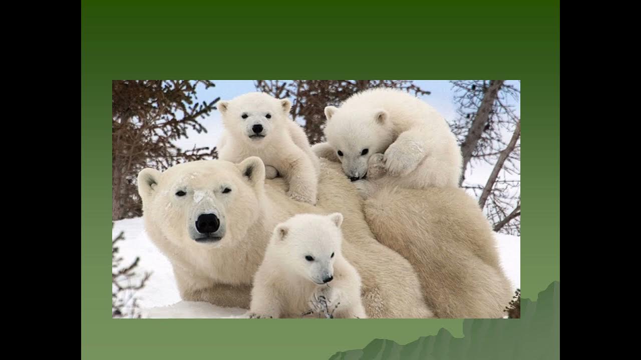 Белые медведи питаются пингвинами. Белый медведь. Цвет шерсти белого медведя. Психология белого цвета для человека. Почему он белый.