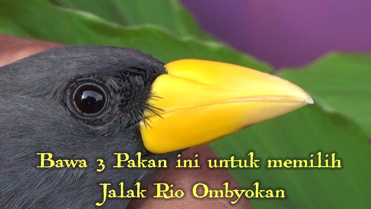 Jalak Rio Rio Jurus Paling Jitu dan CERDAS memilih jalak rio rio bahan atau OMBYOKAN ...
